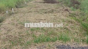 Đất thổ cư 148 m2 hẻm xe hơi Lý Thái Tổ- Vàm ô, Đại Phước.