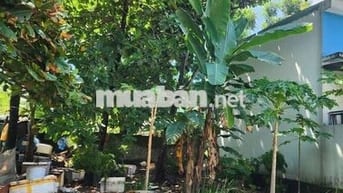 🔥 CỰC HIẾM ĐÀO CÔNG SOẠN – CÁCH BIỂN NGUYỄN TẤT THÀNH CHỈ 100M 🔥