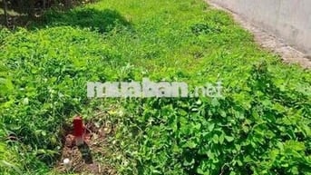 BÁN GẤP LÔ ĐẤT 155,9M² TÂN PHÚ TRUNG, CỦ CHI.
