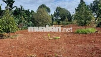 1500m2 vườn Sầu Ri6 ghép + Mít Thái đang cho thu 240tr ra sổ Đồng Nai