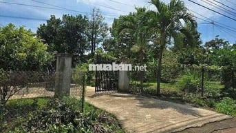 CẦN BÁN GẤP LÔ ĐẤT VƯỜN SẦU RIÊNG Ở CHƠN THÀNH, BÌNH PHƯỚC