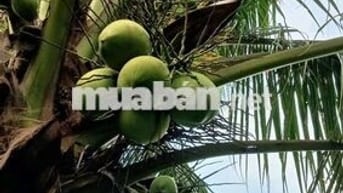 Cảnh cho thuê nhà vườn gần trường chợ đường xe tải vào thoáng mát