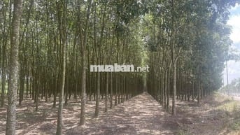 Cho thuê 3 ha đất cây lâu năm Tân Uyên - Bình Dương
