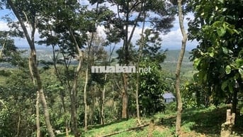 Bán đất vườn 7800m² view đẹp+ cây ăn trái, sưa đỏ- chỉ 8km TP Bảo Lộc