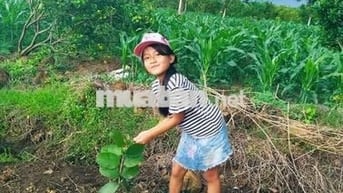 🏡 Cực hiếm! 2000m² Long Khánh, giá 1.95 tỷ, kề cao tốc Dầu Giây Đà Lạt