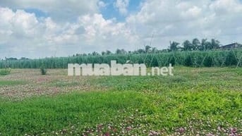 đất đẹp gần biển giá hời , Dc: Tân Điền , Gò Công dt:129m2 , Full Thổ