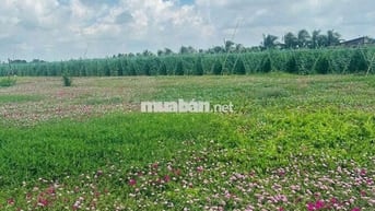 Đất đẹp đầu tư Ven biển Tân thành Gò Công Tiền Giang 117m2 chỉ 720tr