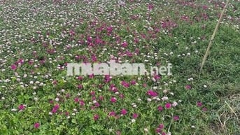 Đất Ven Biển giá rẻ dt 117,5m2 giá 685tr full thổ Tiền Giang