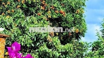 Đất vườn trái cây có thổ cư tại EaNing- Cu kuin- Daklak