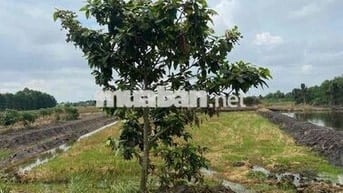 2000m2 MT Kênh 10 Lê Minh Xuân Gần Vành Đai 3