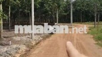 Đất quy hoạch SKC sản xuất kinh doanh 1,4ha giá 6,2 tỷ xã Minh Thạnh