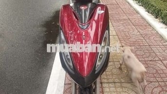 JOCKEY 125