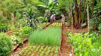 Đất vườn 5300m2 thổ cư 300m2  PHÚ HÒA – ĐỒNG NAI 1ty9