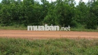16000m2 CLN mặt tiền pháp lý rõ ràng được ngân hàng hỗ trợ vay tối đa