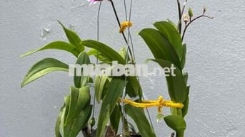 Nhà cho thuê hẻm 1651 lê văn lương, 48m2, hẻm xe hơi