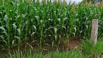 Cần tìm nhà đầu tư lĩnh vực Nông Nghiệp , kết hợp tạo giá trị trên đất