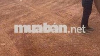 Đất xuyên tâm - Đồng Phú Giá tốt cho nhà Đầu Tư