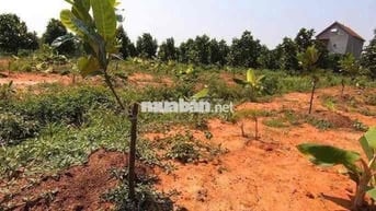 chỉ 300tr sở hữu hơn 1000m2 đất trồng cây ăn trái