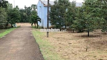 Nhà vườn sầu riêng đất sẵn thổ cư chủ cần tiền bán gấp