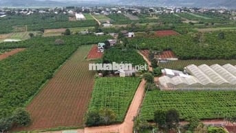 Chính chủ cần bán 157m² đất gần sân bay Liên Khương chỉ 790 triệu