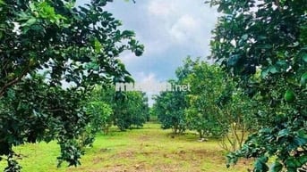 Cô nhà Tuyền cần bán mảnh đất vườn bưởi