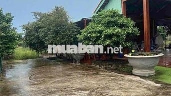 Cho thuê nhà vườn Bình Hoà Vĩnh Cửu