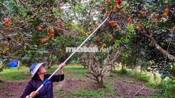 BÁN GẤP LÔ ĐẤT VƯỜN CÓ SẴN THỔ CƯ