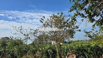 Bán vườn thanh long quy hoạch đẫt ở rẻ nhất bình thuận