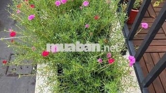 NHÀ ĐẸP QUẬN 8 HẺM ÂU DƯƠNG LÂN P.3 3 TẦNG FULL NỘI THẤT NHỈNH 6 TỶ