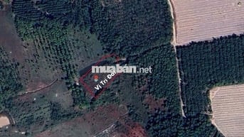 BÁN ĐẤT 200 m² THỔ CƯ + 2.000 m² VƯỜN — CHỈ 1,3 TỶ (THƯƠNG LƯỢNG)