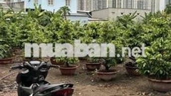 không đi cần bán