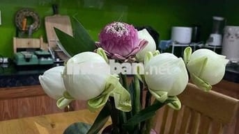 Nhà Tân Hạnh Giáp Dĩ An Hồ Chí Minh mới chỉ 300m - Ngay Cụm Gốm
