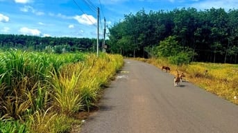 BÁN LÔ GÓC SAU CHỢ THÁI BÌNH-13x50, 100m2 THỔ CƯ.