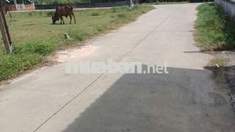 Đất thổ, đường bê tông, Mỹ hạnh nam, 125m giá ngộp