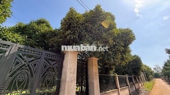 Đất vườn rộng sẵn vườn cây siêu đẹp nằm gần Sân Bay Quốc Tế Long Thành
