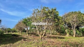 Bán Lô Đất Làm Nhà Vườn 563m2 Sổ Hồng Riêng Giá Bán 675 Triệu
