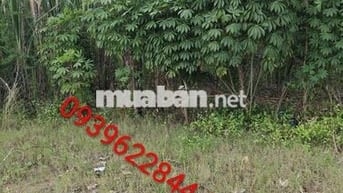Cần bán đất nền chính chủ thổ cư 100%