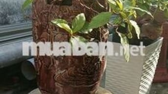 Lô đất đẹp phù hợp đầu tư kinh doanh