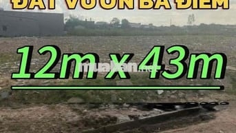✍️Diện tích:12 x 43m 516m², đất nông nghiệp1 sẹc Kênh T1 (Kênh Tiêu)