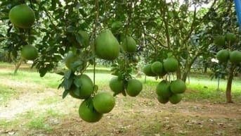đất ngộp sổ sẵn công chứng trong ngày 