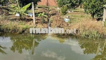 Bán gấp Vườn cây ăn quả có hồ nhỏ cực chill  Phường Tân Triều ( Bình