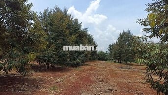 Chính chủ bán nhà đất tặng vườn sầu riêng sẳn thổ cư