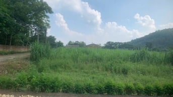 Bán đất phân lô khu dân cư chợ Vàng Thanh Sơn Phú Thọ