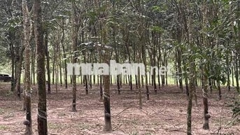 1hec8 cao su p.Minh Hưng Đồng Nai ( Bình Phước củ)