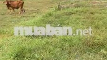 Đất nền ngay Trạm cấp nước Vĩnh Lộc