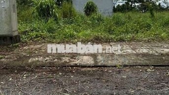 Bán gấp đất Bình mỹ 82m2 chỉ 1,6 tỷ, SHR, HXH