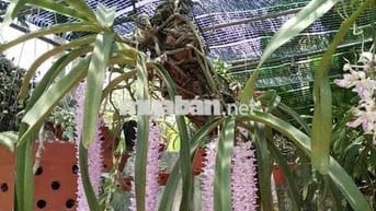 CHO THUÊ NHÀ PHÚ THỌ HOÀ 4 x 15 M đuc 1 Lầu : 2PN, 2 WC hèm 7 M thông