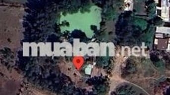 Đất cây lâu năm, Tân Nhựt mới ( Tân Kiên cũ) Tp.HCM. 2950m2. Chính chủ