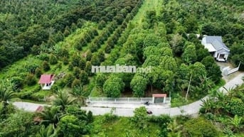 Bán 5140m2 đất Nhơn Ái, Phong Điền có 300m thổ cư - 7 tỷ (TL nhẹ)