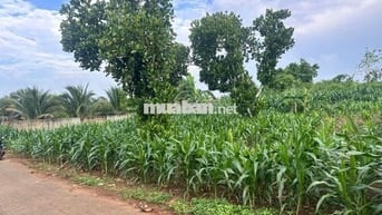 Cần bán gấp đất sào tại Dầu Giây